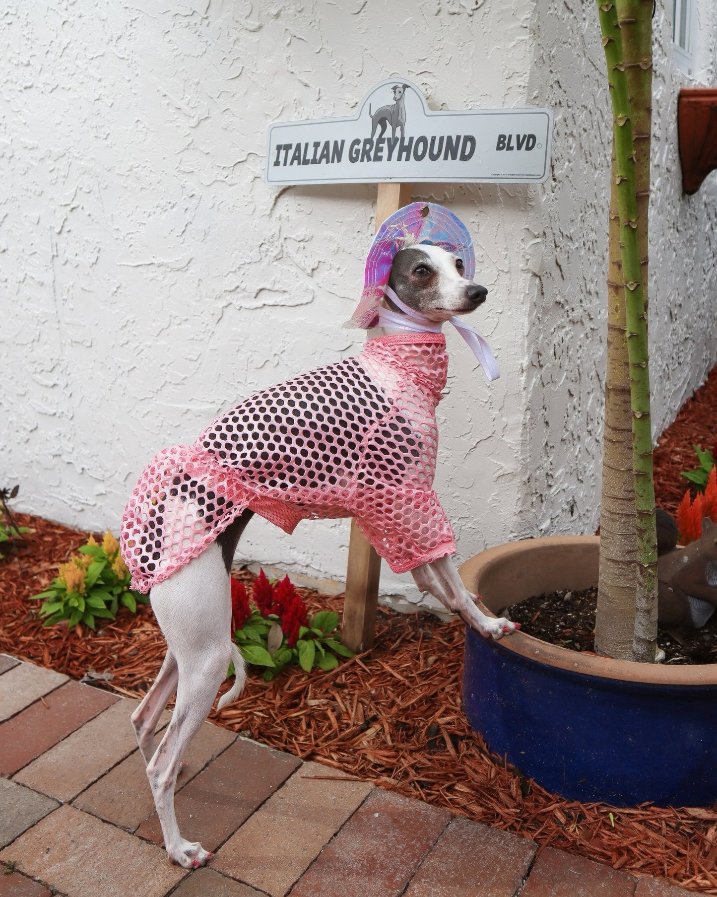 Poolside Pup Pullover