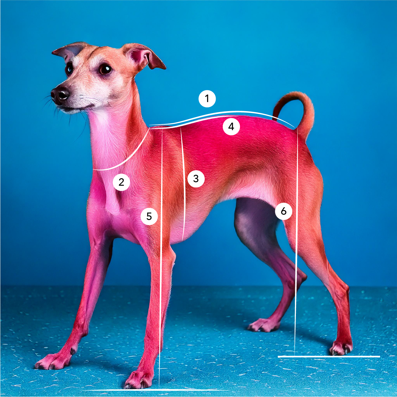 Pawty in Pink Bell Bottom Onesie