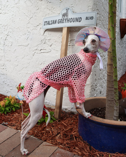 Poolside Pup Pullover