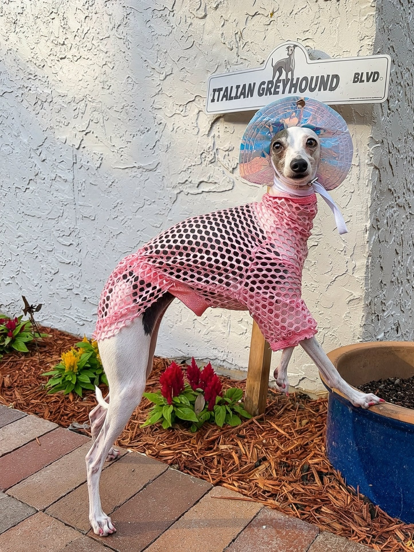 Poolside Pup Pullover