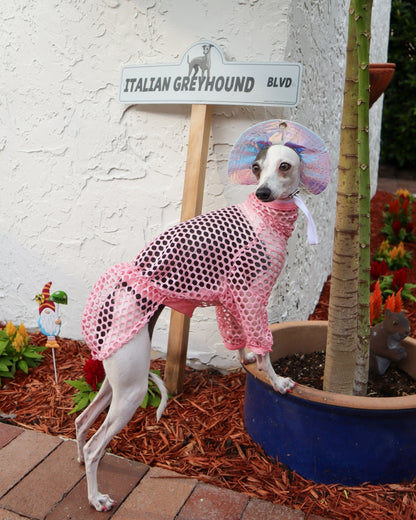 Dog wearing a pink outfit with a decorative headband in front of a 'Italian Greyhound Blvd' sign.