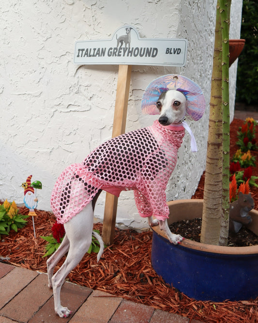 Dog wearing a pink outfit with a decorative headband in front of a 'Italian Greyhound Blvd' sign.