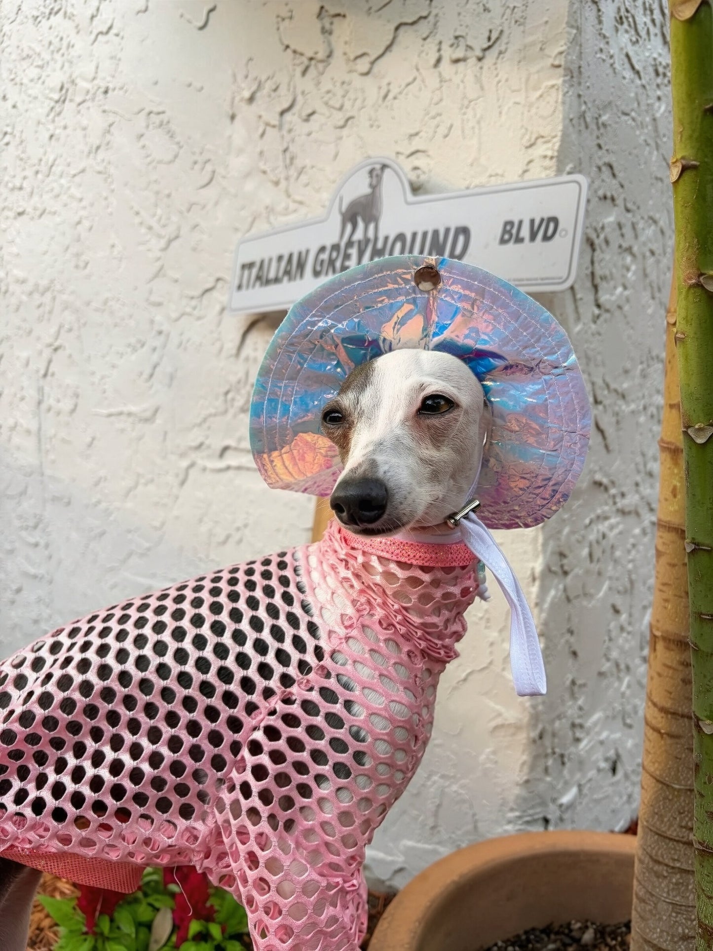Beach Babe Bucket Hat dog worn view by Dancing Dog Couture
