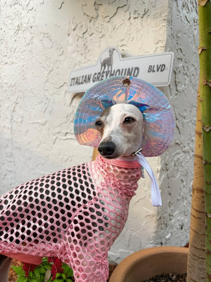 Beach Babe Bucket Hat dog worn view by Dancing Dog Couture