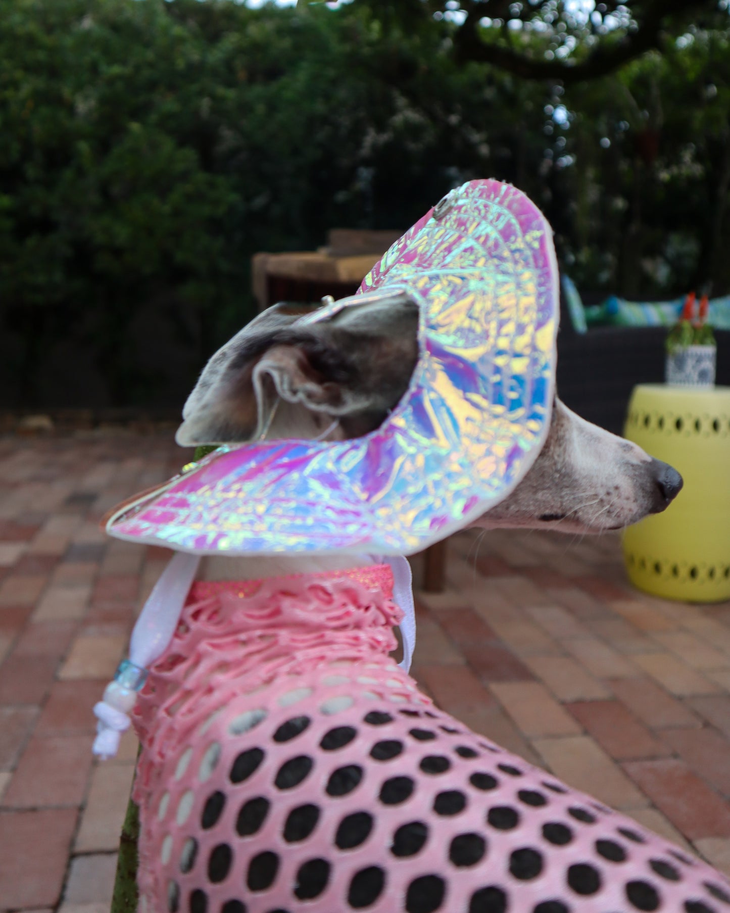 Beach Babe Bucket Hat dog side view Miami Collection by Dancing Dog Couture