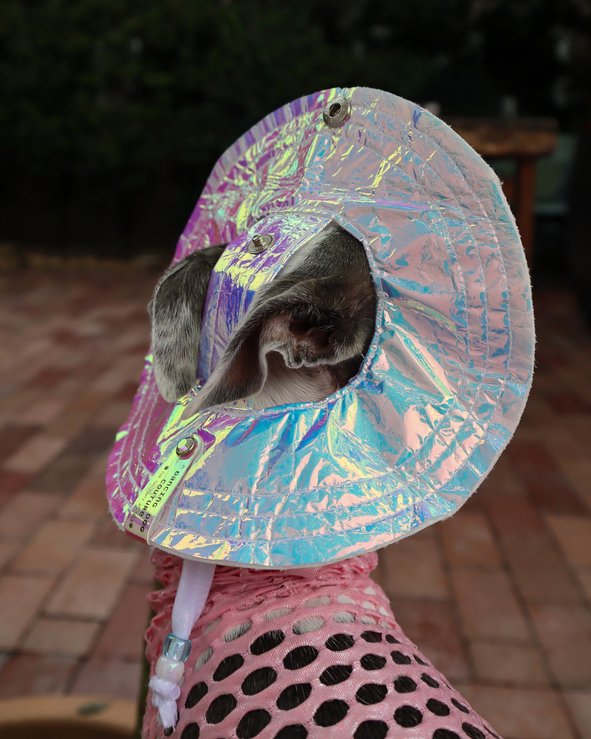 Beach Babe Bucket Hat dog back view by Dancing Dog Couture
