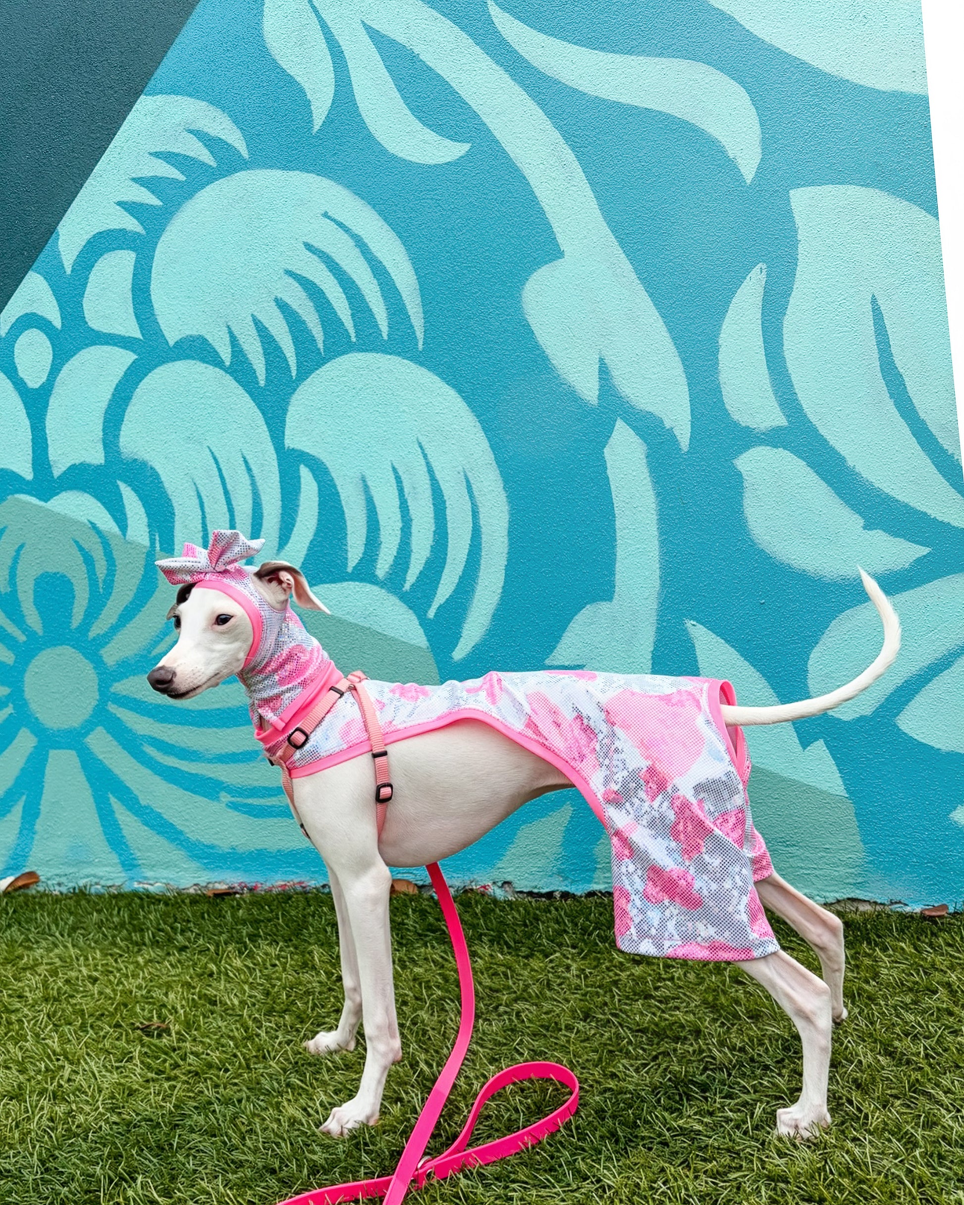 Beach Bum Shorts dog back view Miami Collection by Dancing Dog Couture