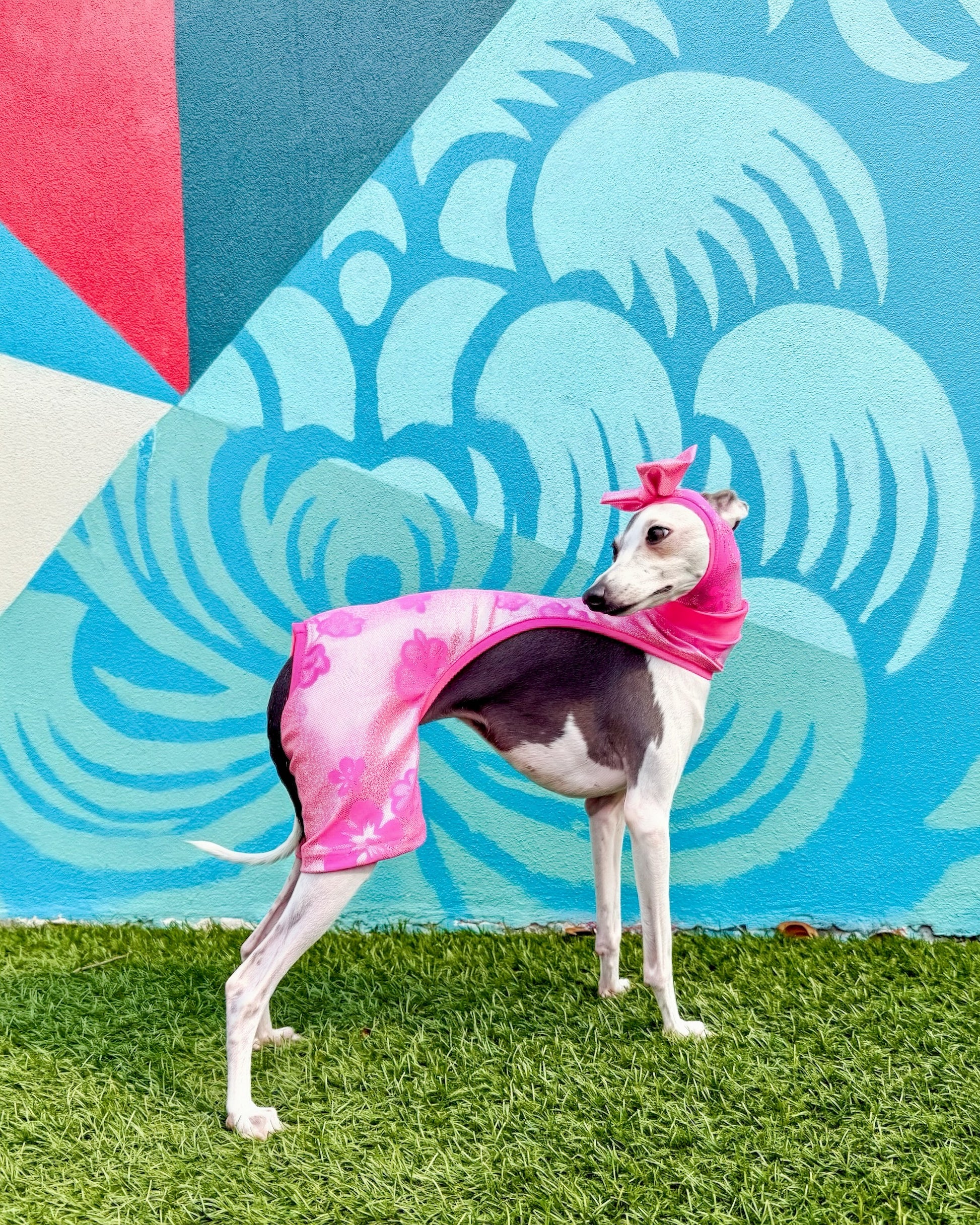 Beach Bum Shorts dog close-up shot by Dancing Dog Couture
