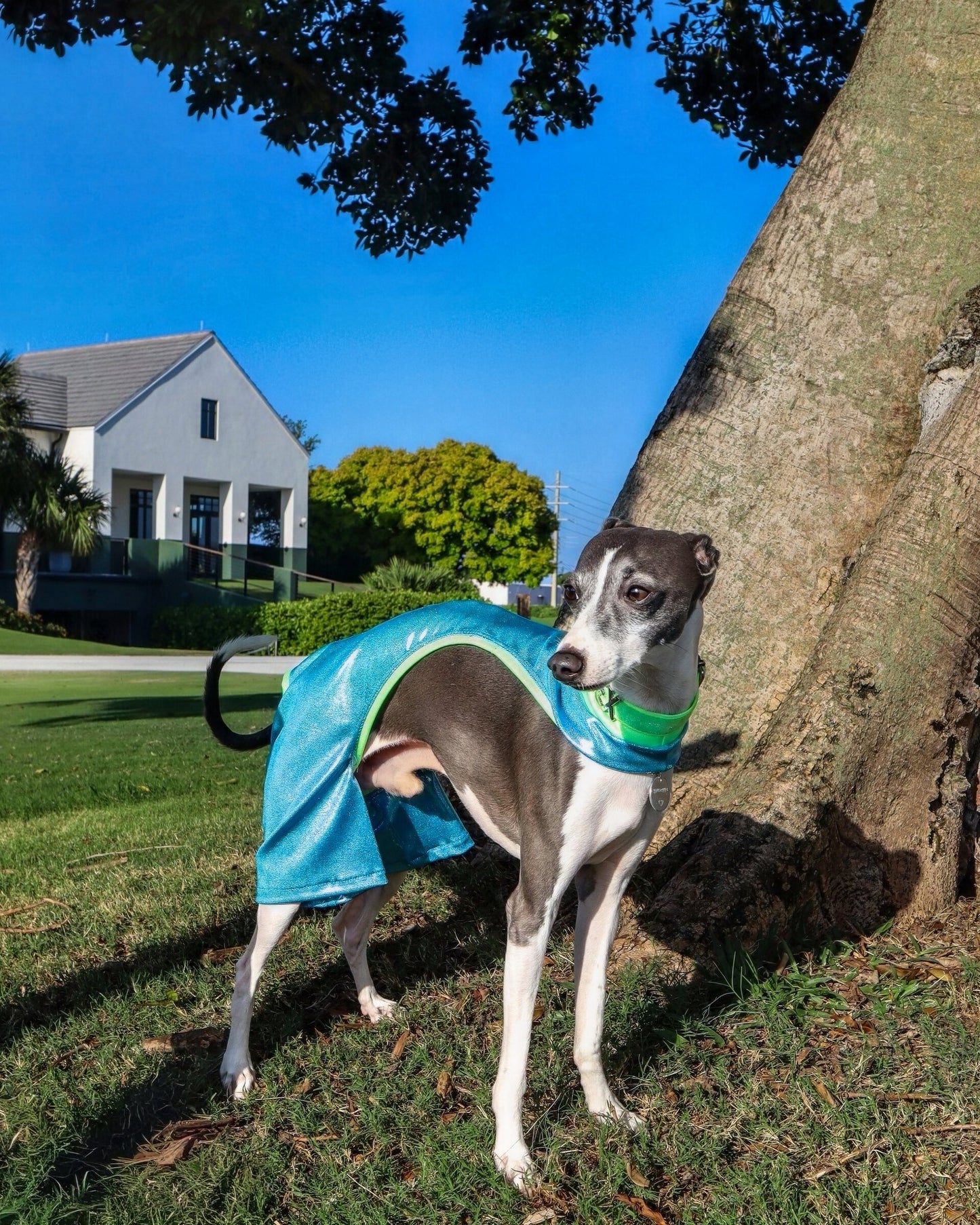 Beach Bum Shorts for dogs by Dancing Dog Couture Miami Collection
