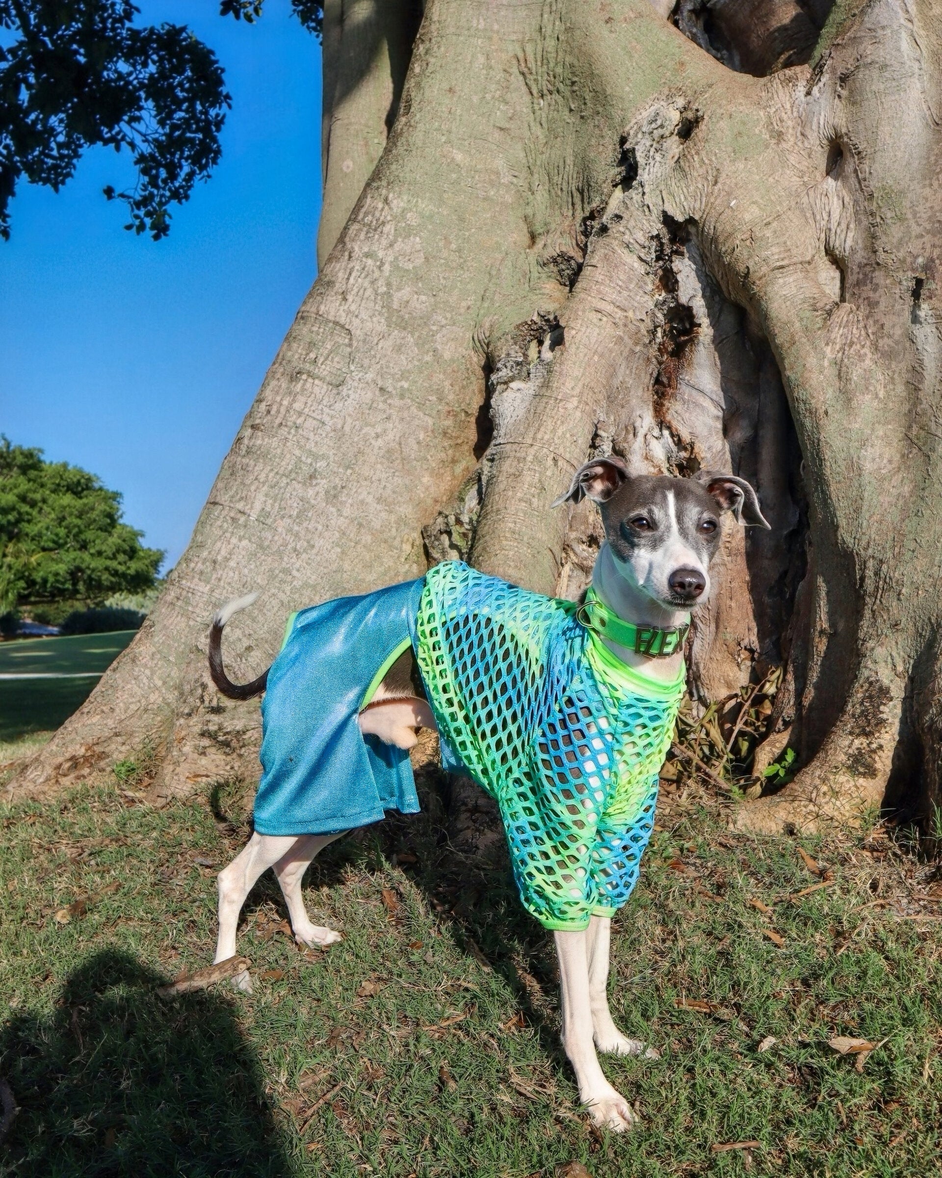 Weekend Warrior Sweatshirt for dogs by Dancing Dog Couture Miami Collection