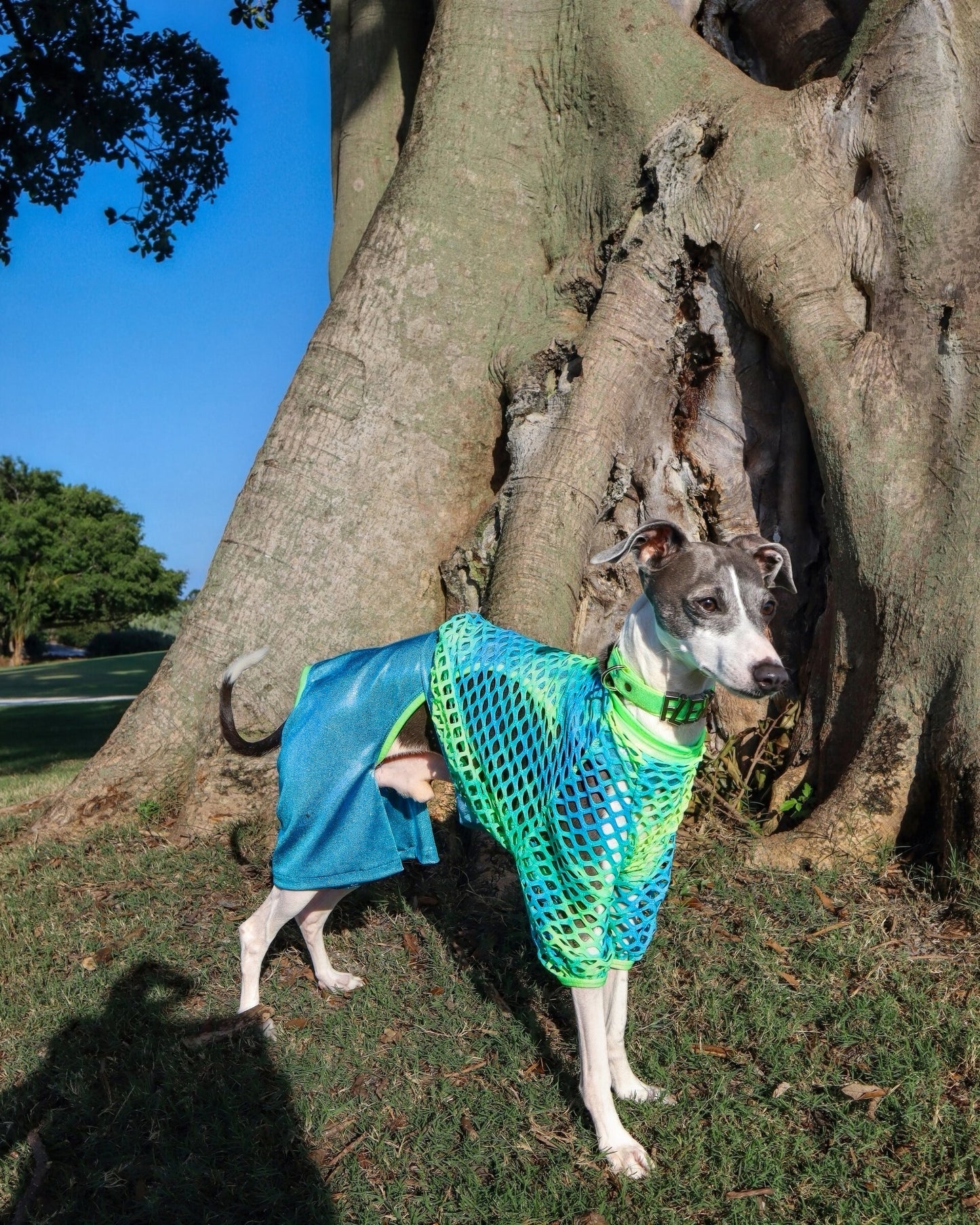 Dog fashion lifestyle shot by Dancing Dog Couture Miami Collection