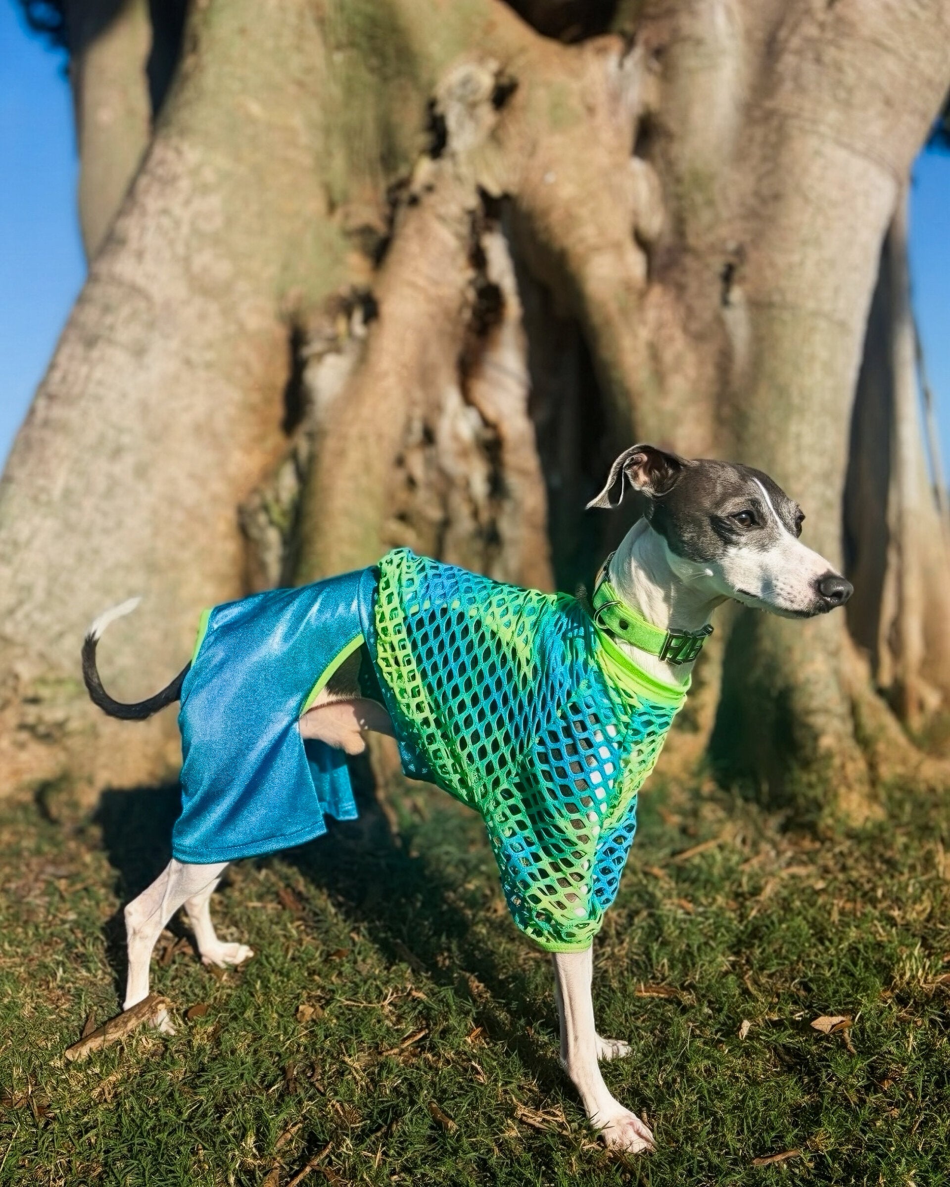 Weekend Warrior Sweatshirt dog worn view by Dancing Dog Couture