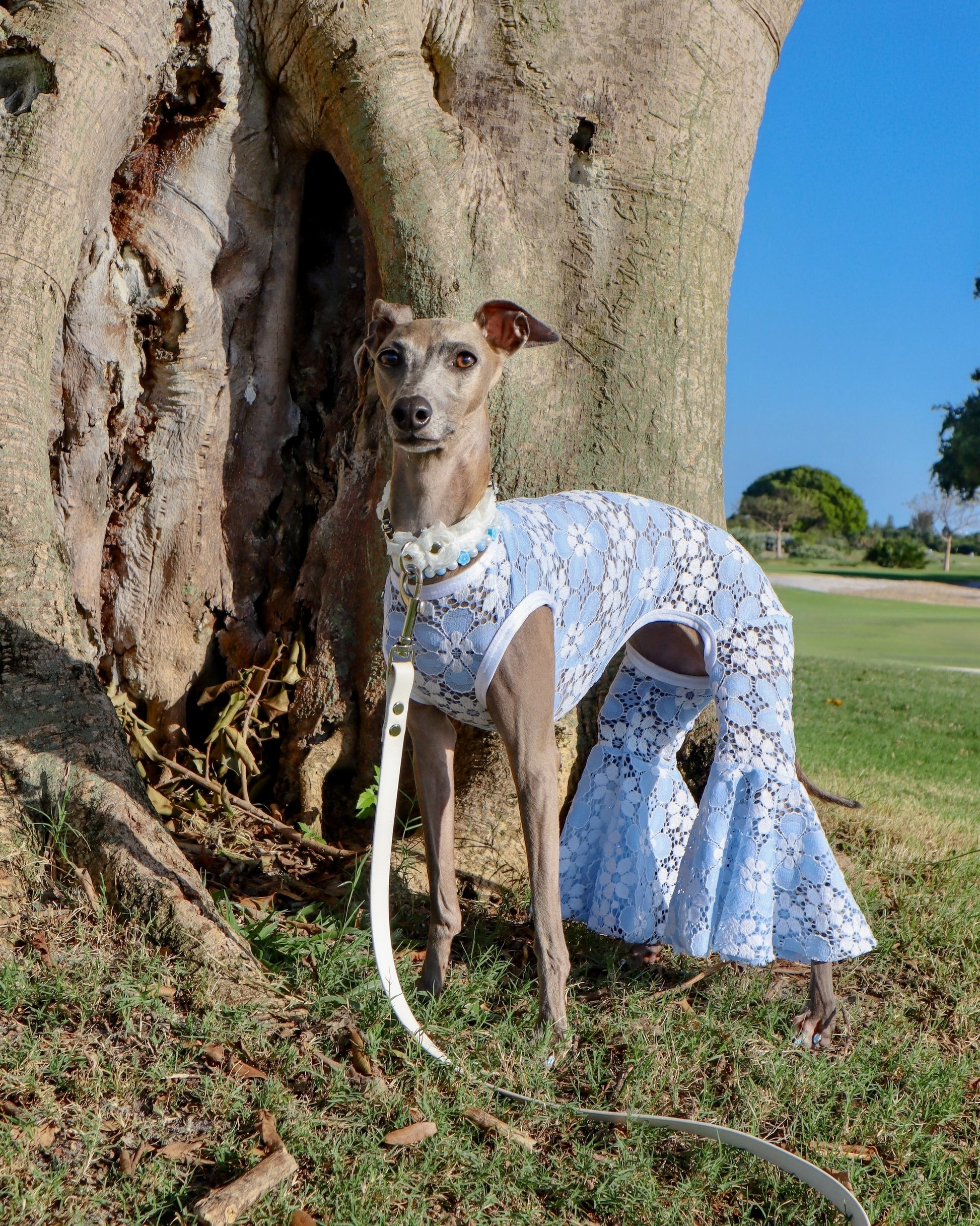 Party Animal Jumpsuit dog detail shot by Dancing Dog Couture