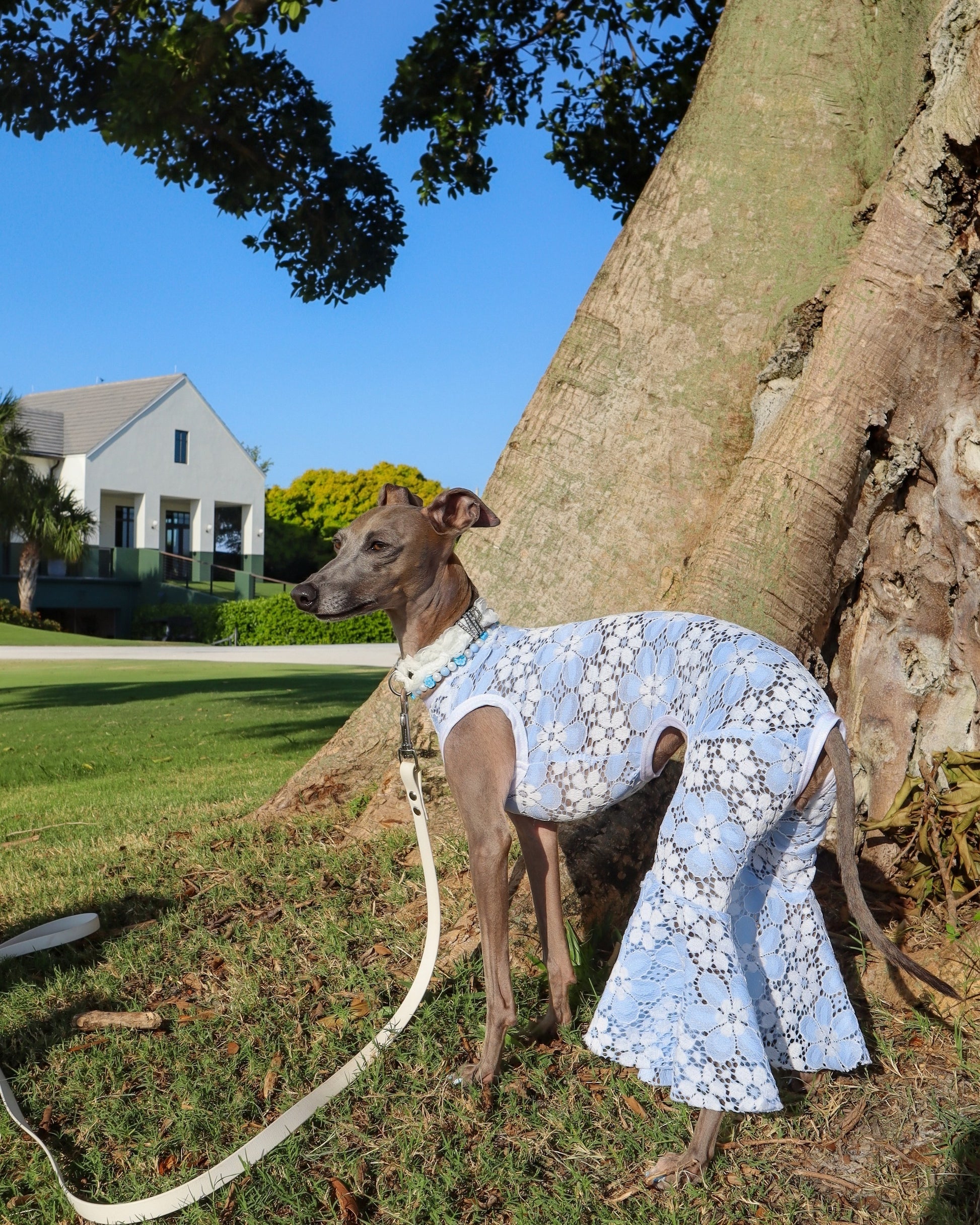 Party Animal Jumpsuit dog back view Miami Collection by Dancing Dog Couture
