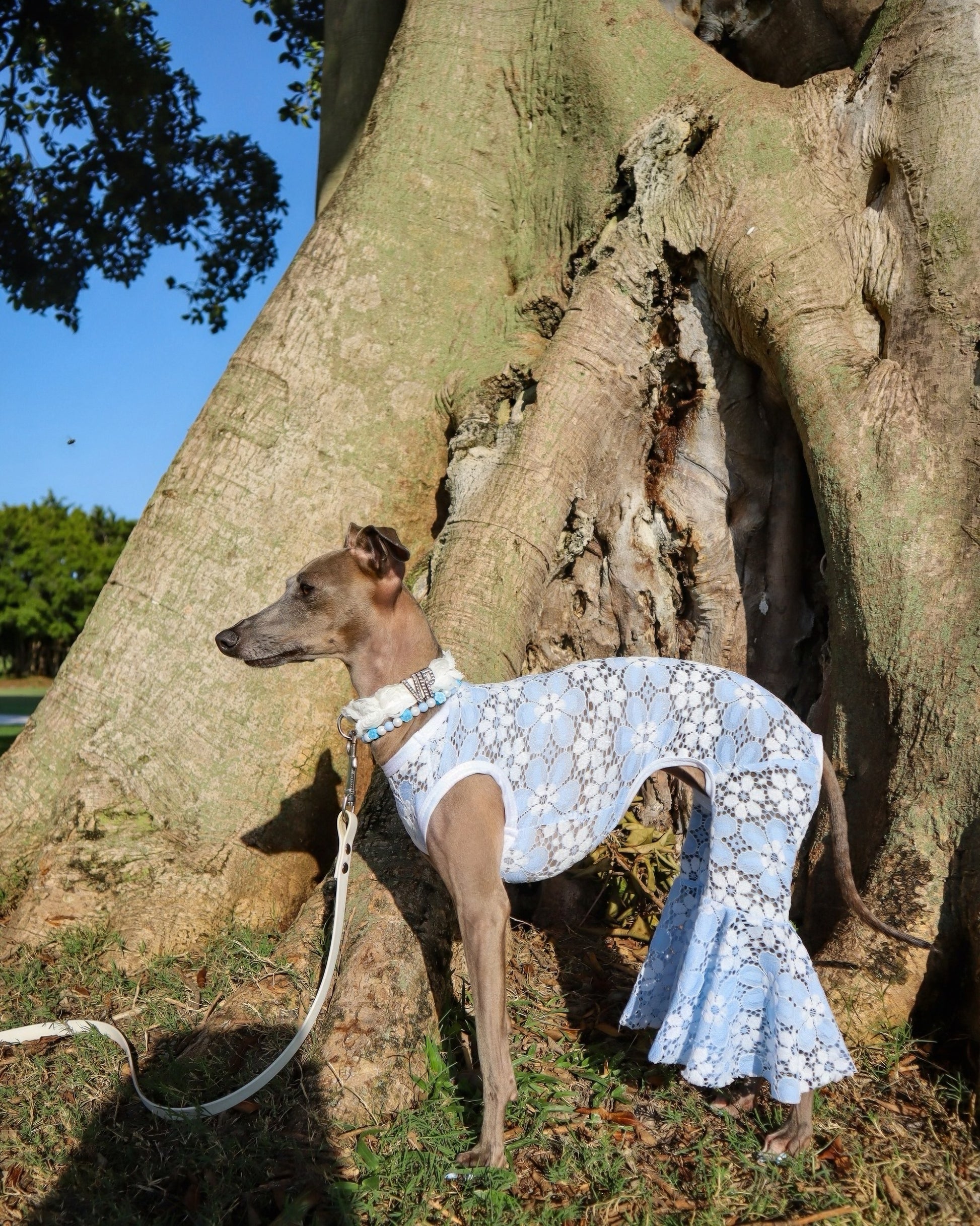 Party Animal Jumpsuit dog overhead view by Dancing Dog Couture