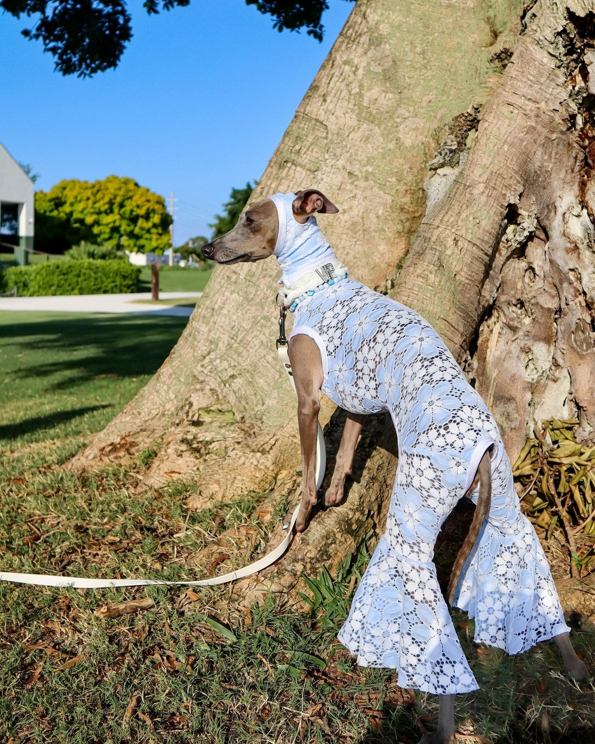 Good Mood Snood dog back view Miami Collection by Dancing Dog Couture