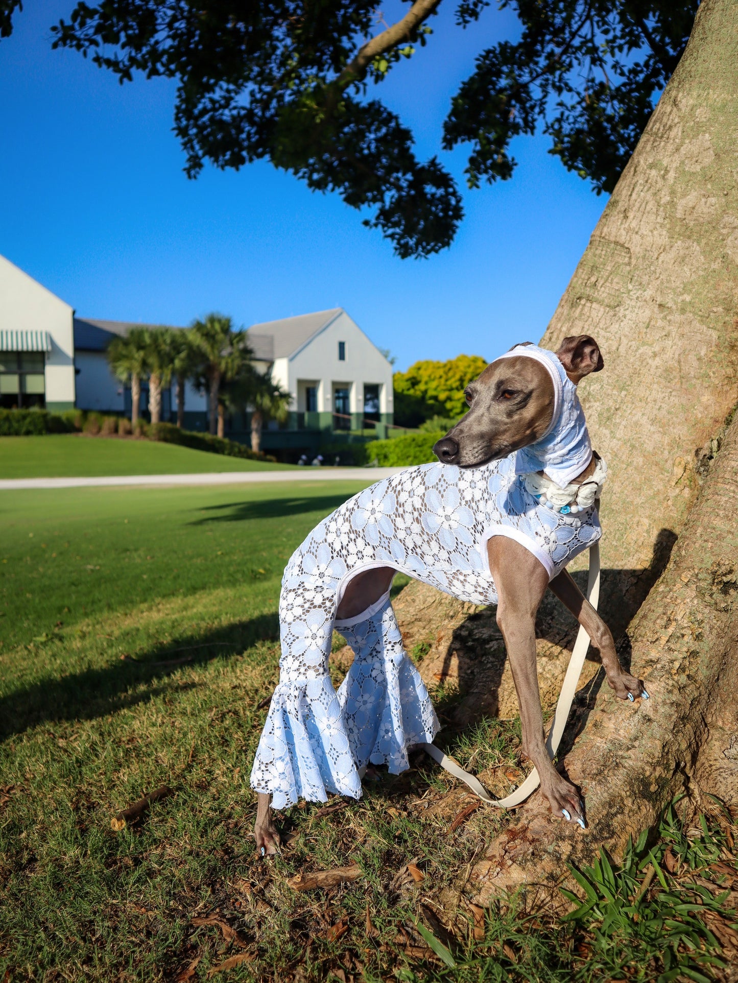 Good Mood Snood dog flat lay by Dancing Dog Couture