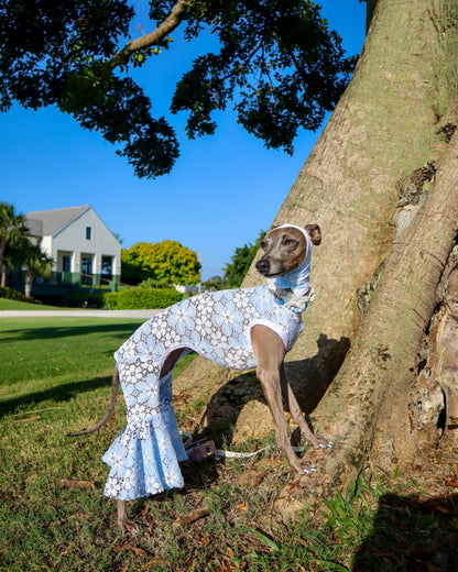 Party Animal Jumpsuit dog group shot by Dancing Dog Couture