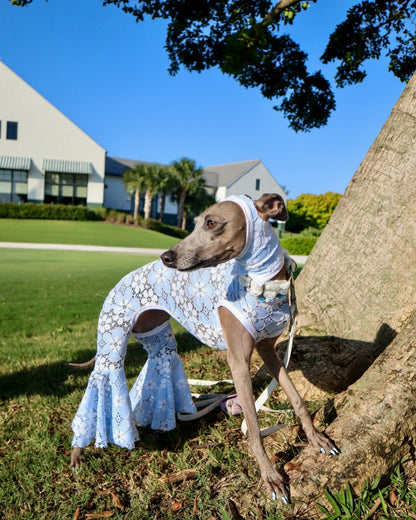 Good Mood Snood dog overhead view by Dancing Dog Couture