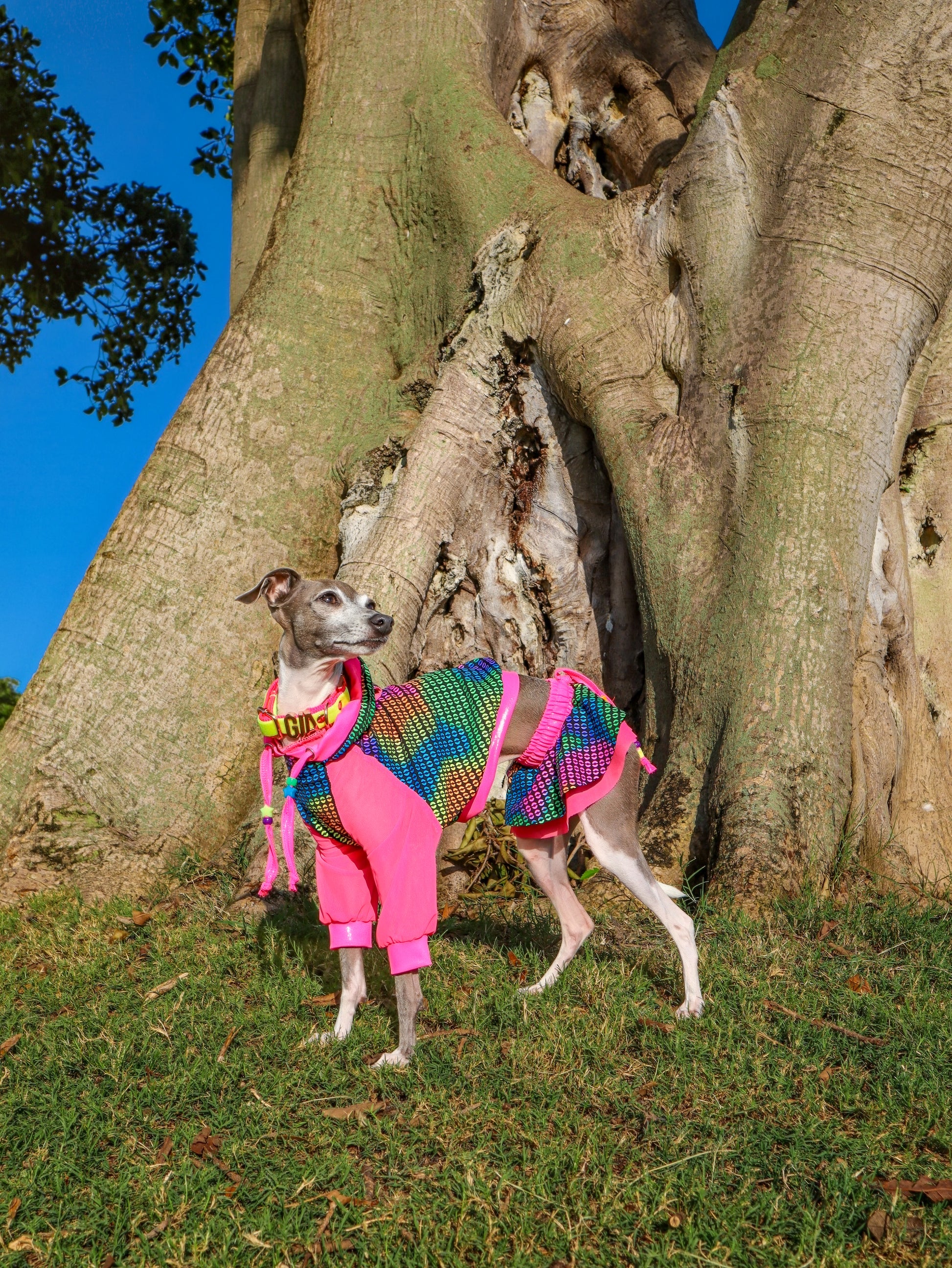Rave Bae Set for dogs by Dancing Dog Couture Miami Collection