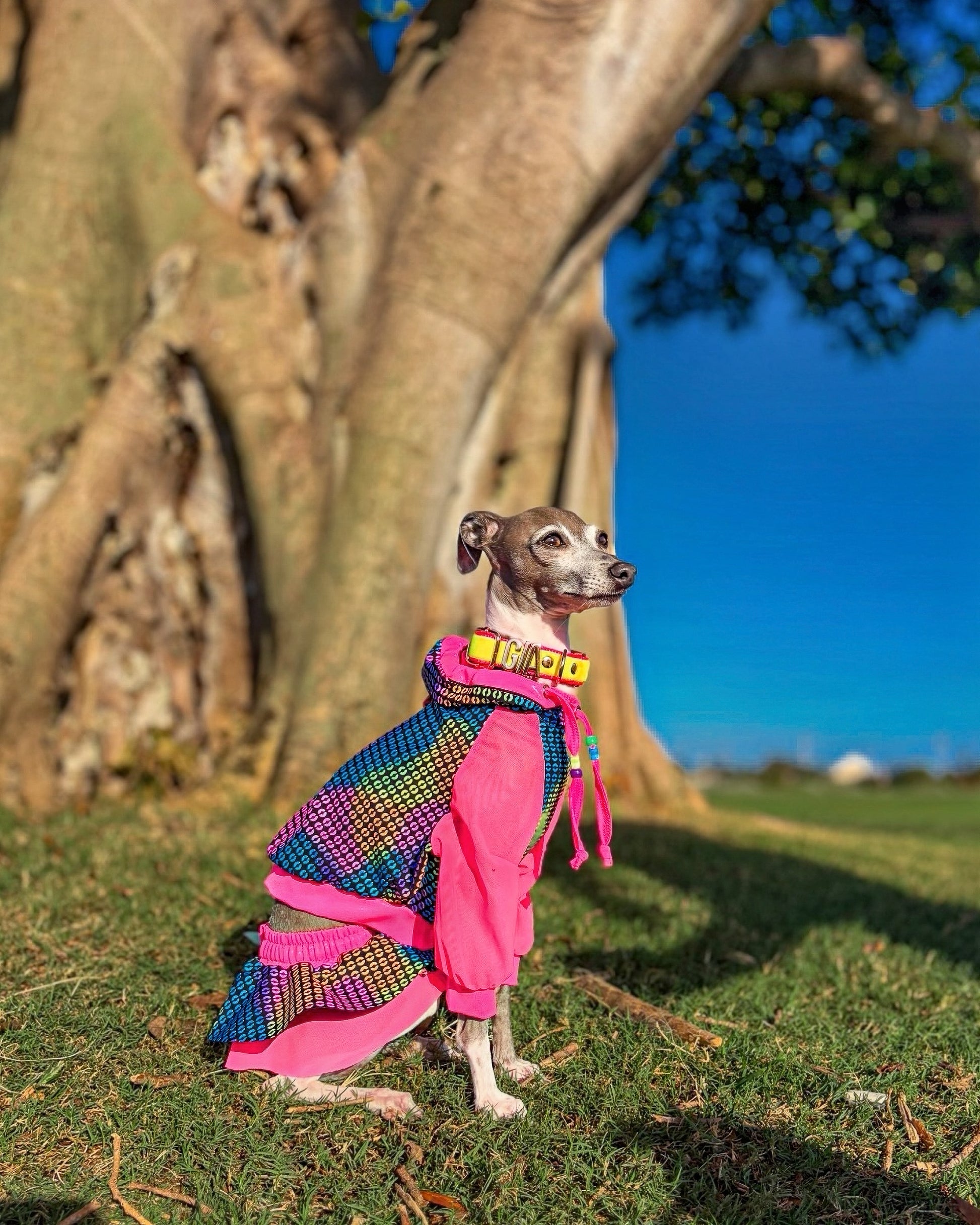Rave Bae Hoodie for dogs by Dancing Dog Couture Miami Collection