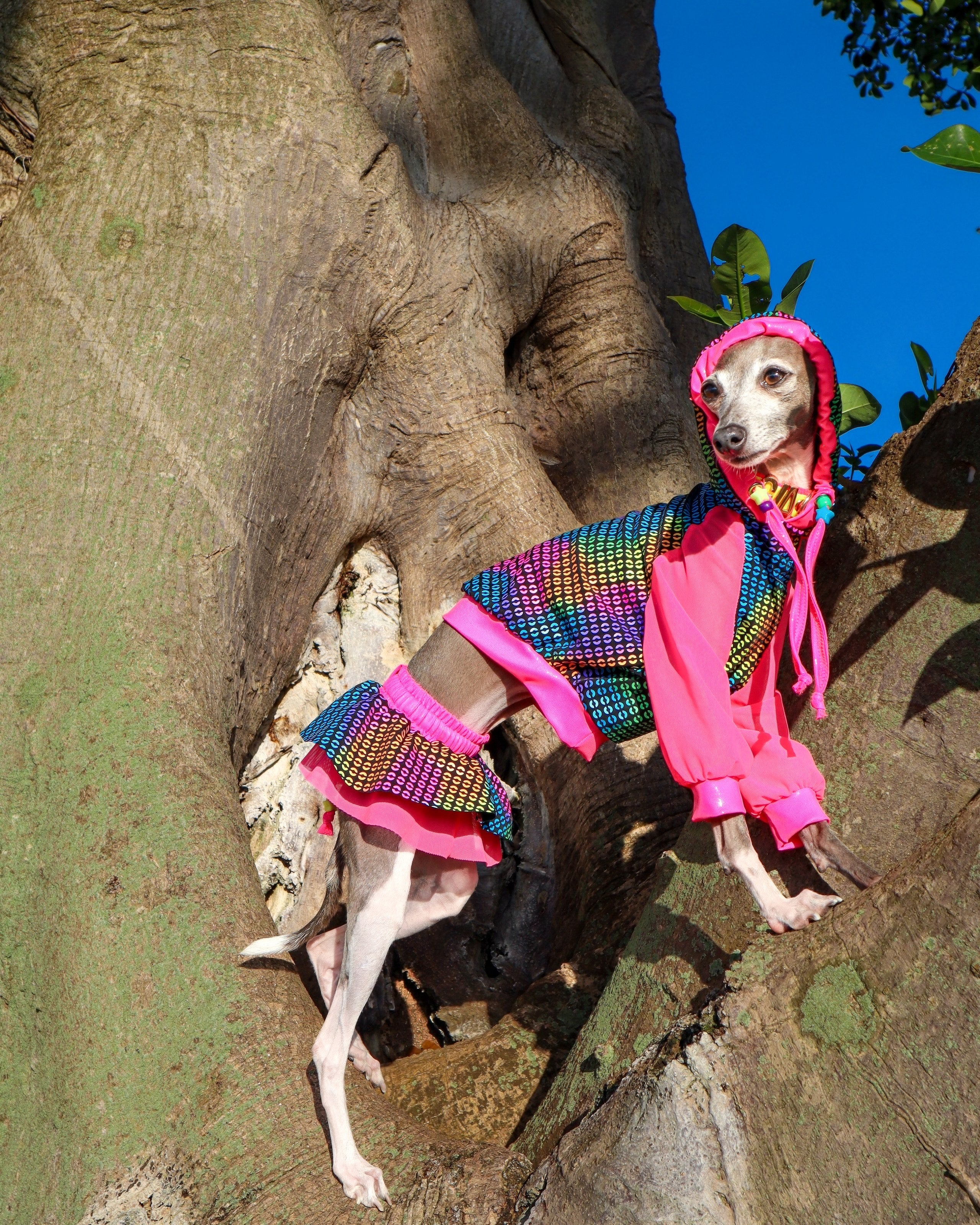 Rave Bae collection dog fashion shot by Dancing Dog Couture