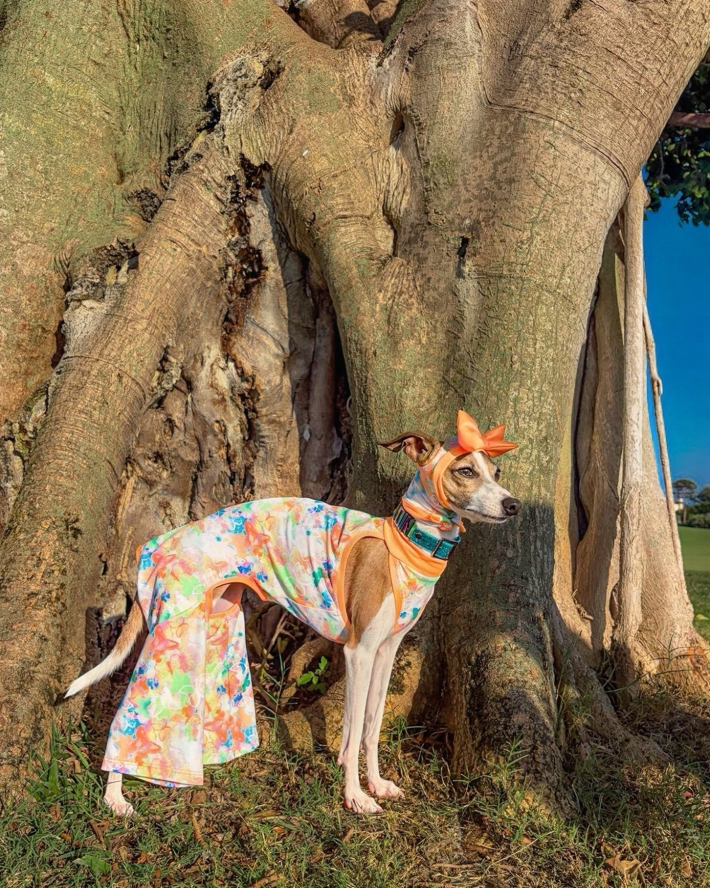 Social Butterfly Jumpsuit dog overhead view by Dancing Dog Couture