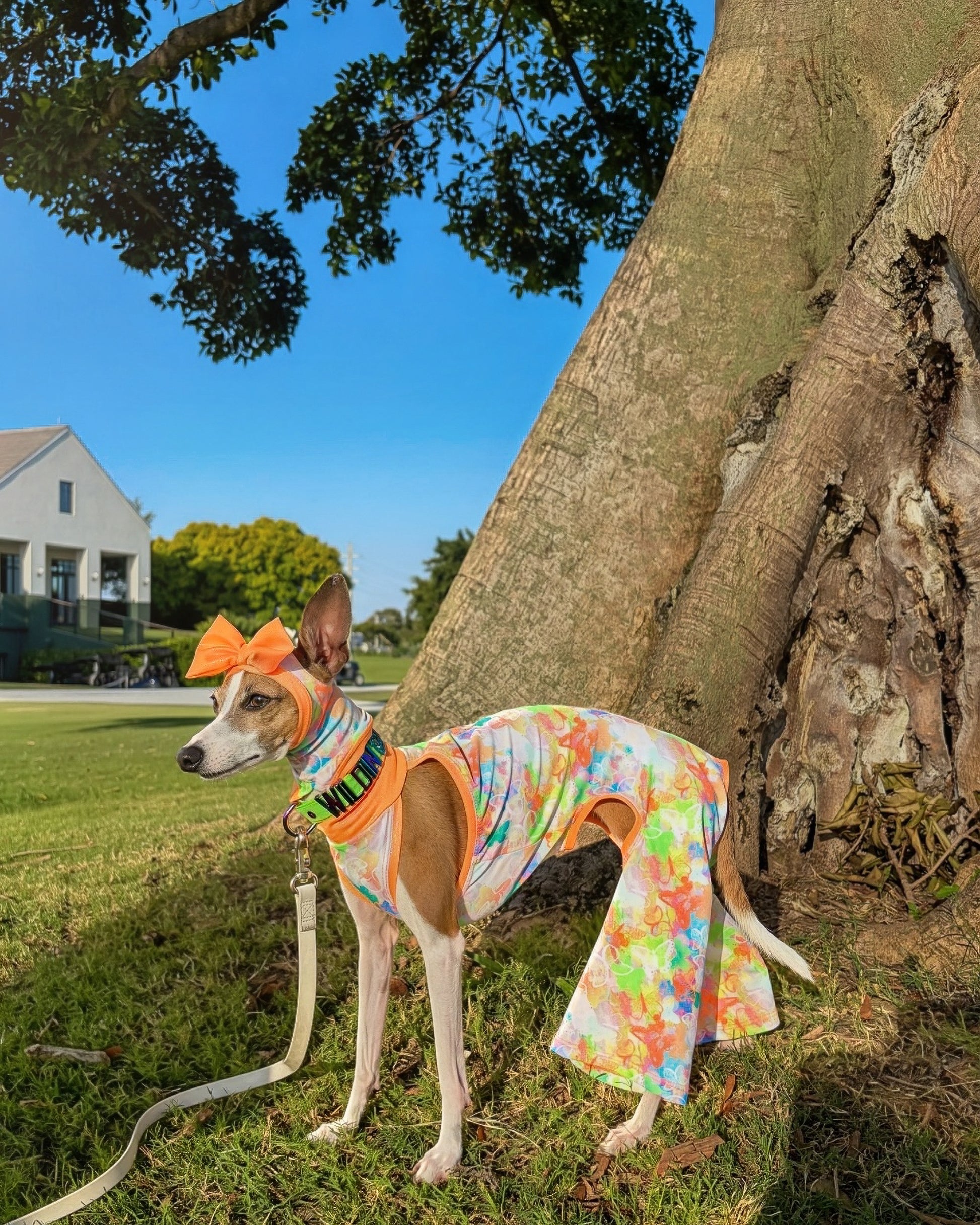 Social Butterfly Jumpsuit dog detail shot by Dancing Dog Couture
