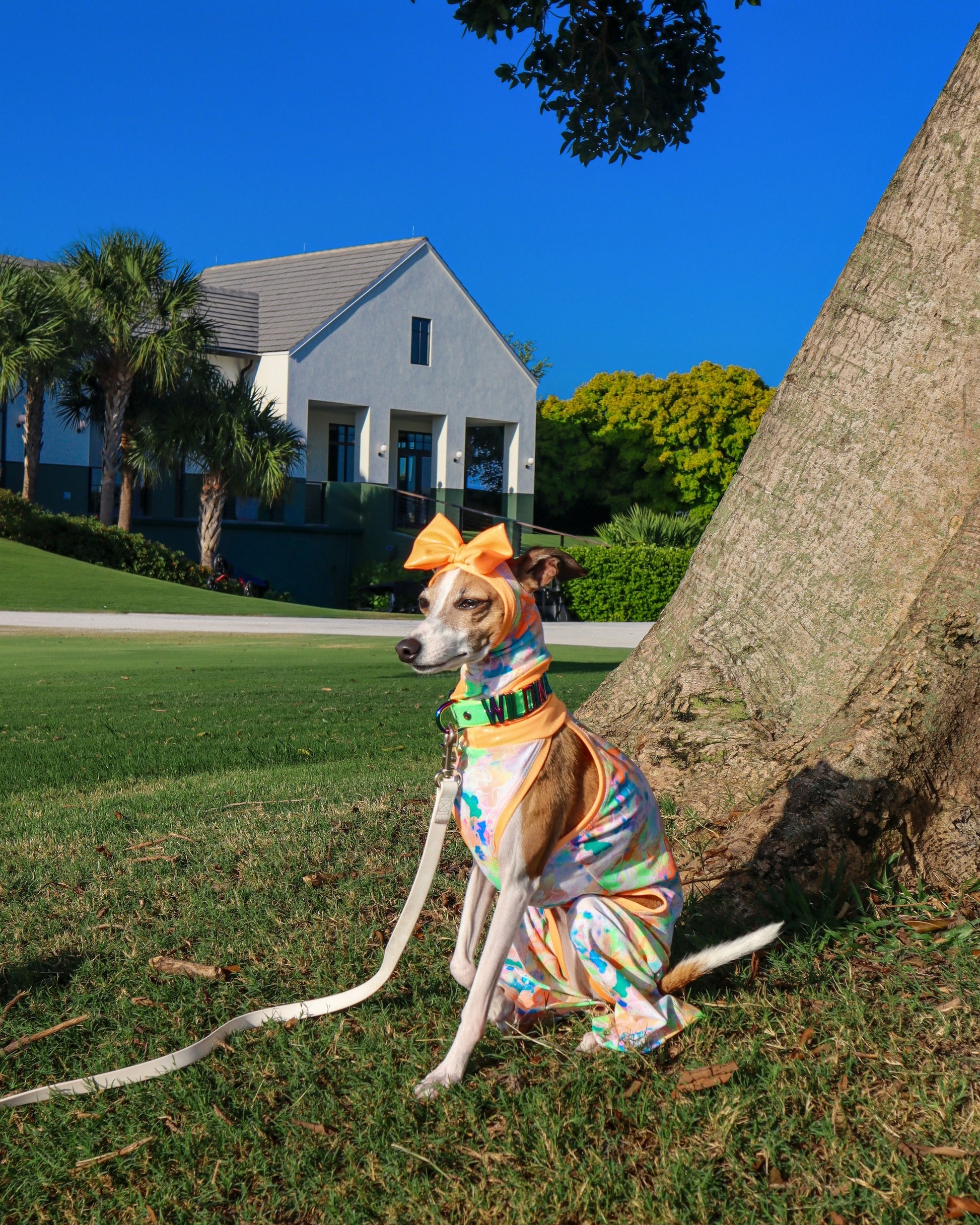 Social Butterfly Jumpsuit dog back view Miami Collection by Dancing Dog Couture