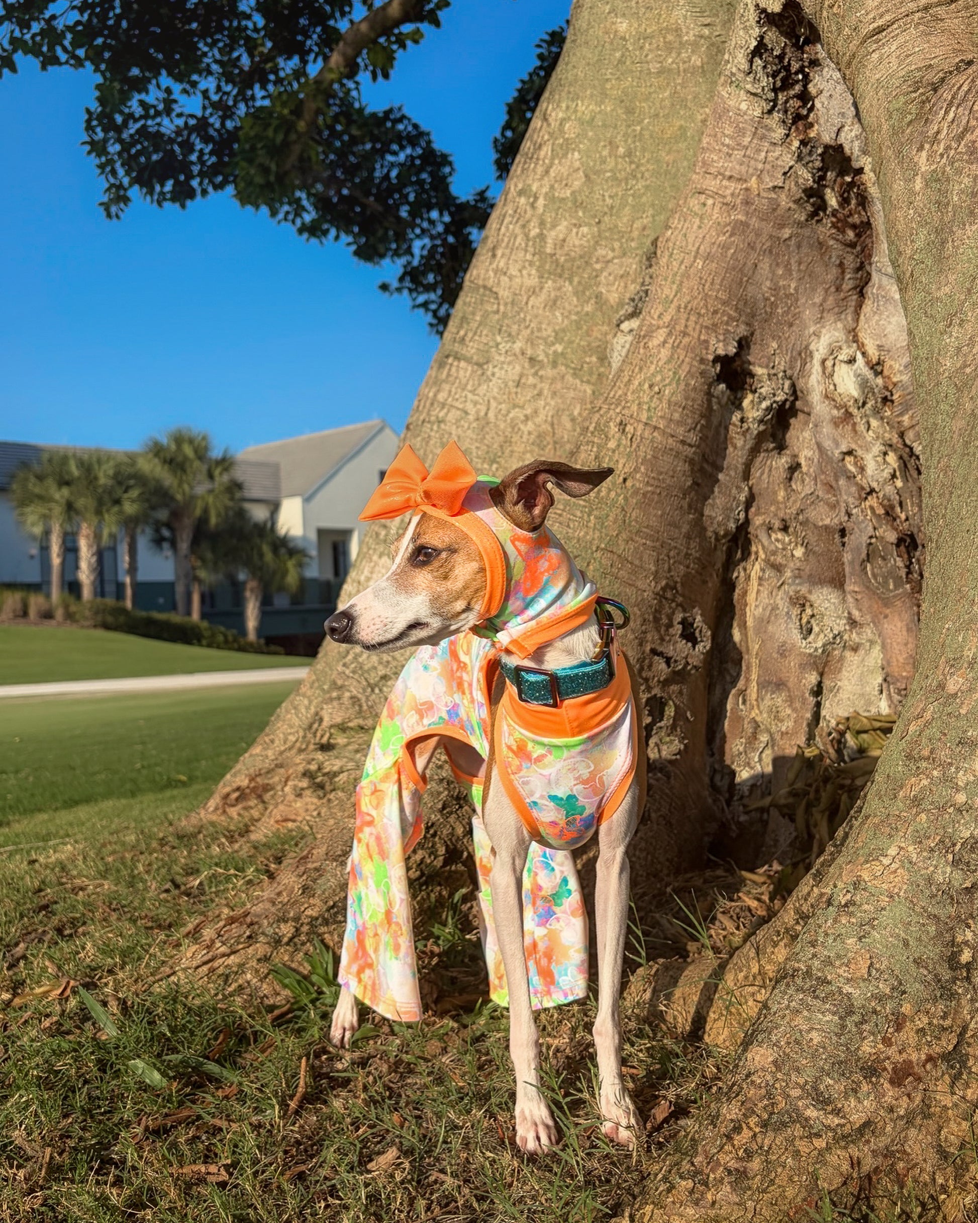 Social Butterfly Jumpsuit dog flat lay by Dancing Dog Couture