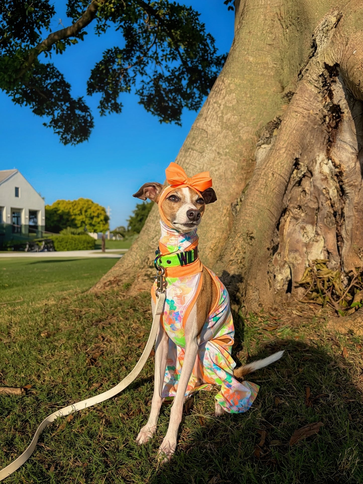 Good Mood Snood dog close-up shot by Dancing Dog Couture