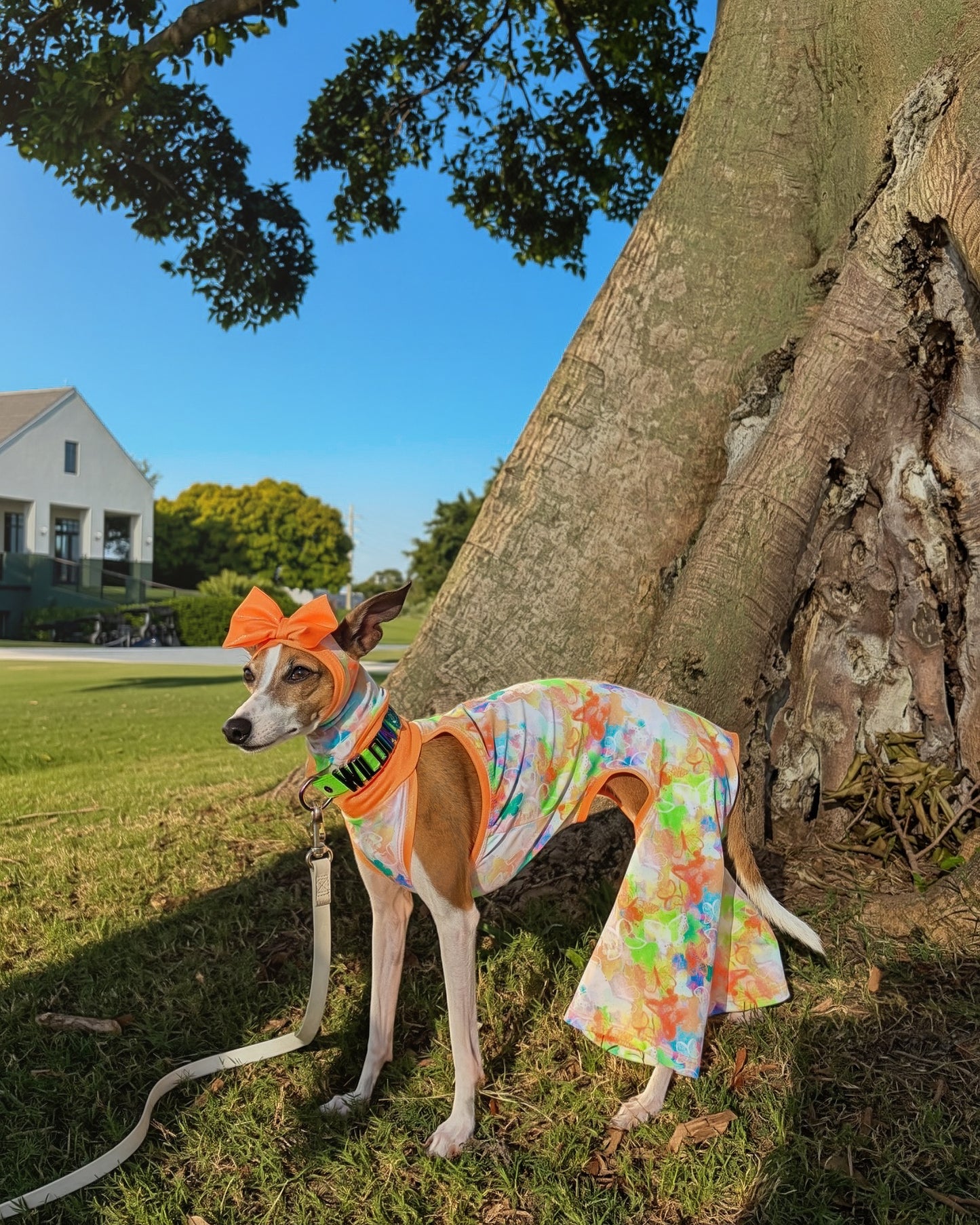 Good Mood Snood dog worn view by Dancing Dog Couture
