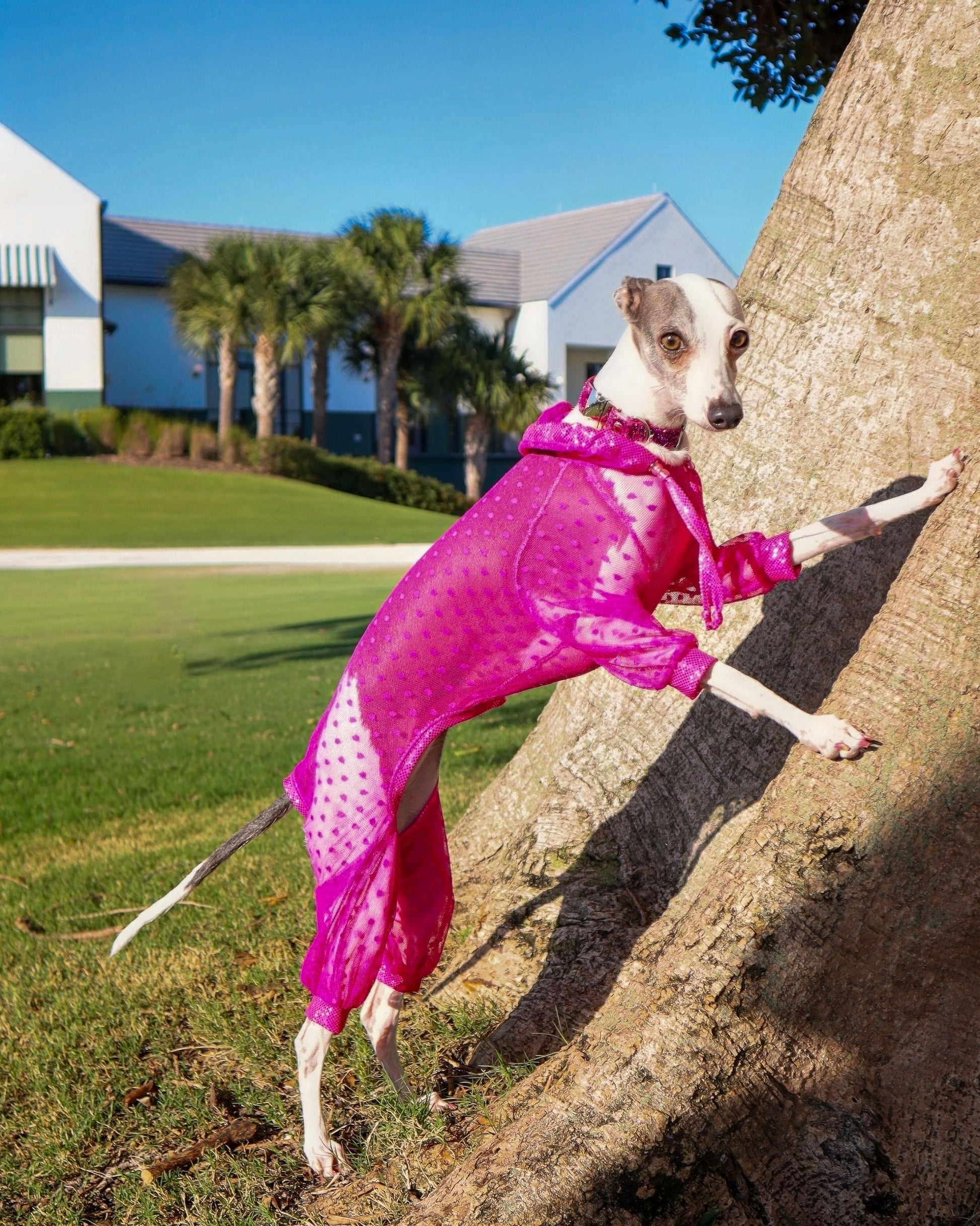 Trailblazer Jumpsuit dog back view Miami Collection by Dancing Dog Couture