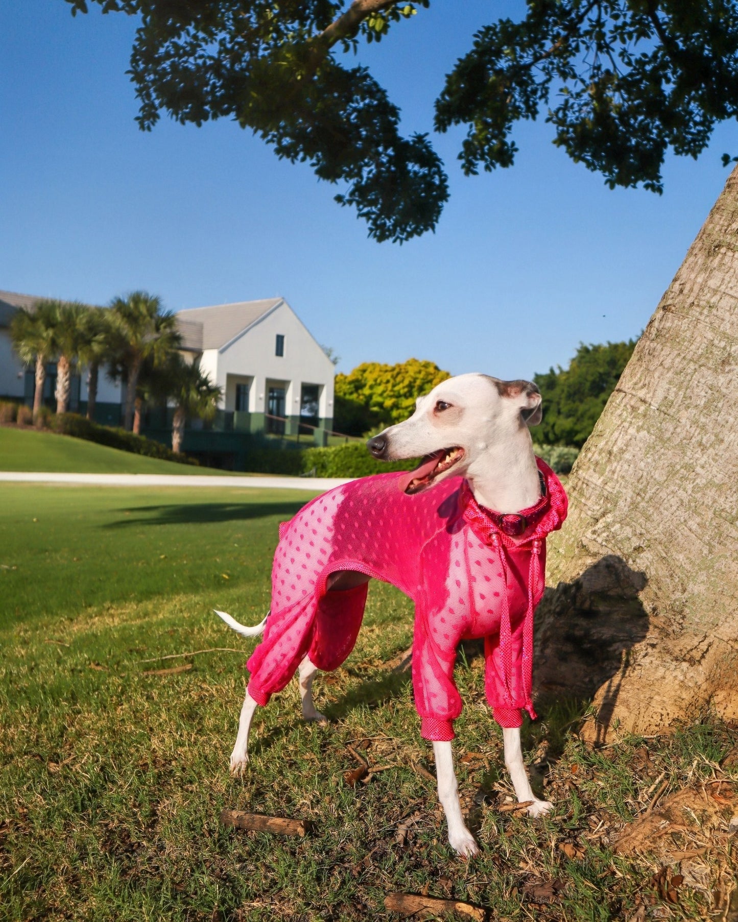 Trailblazer Jumpsuit dog worn view by Dancing Dog Couture