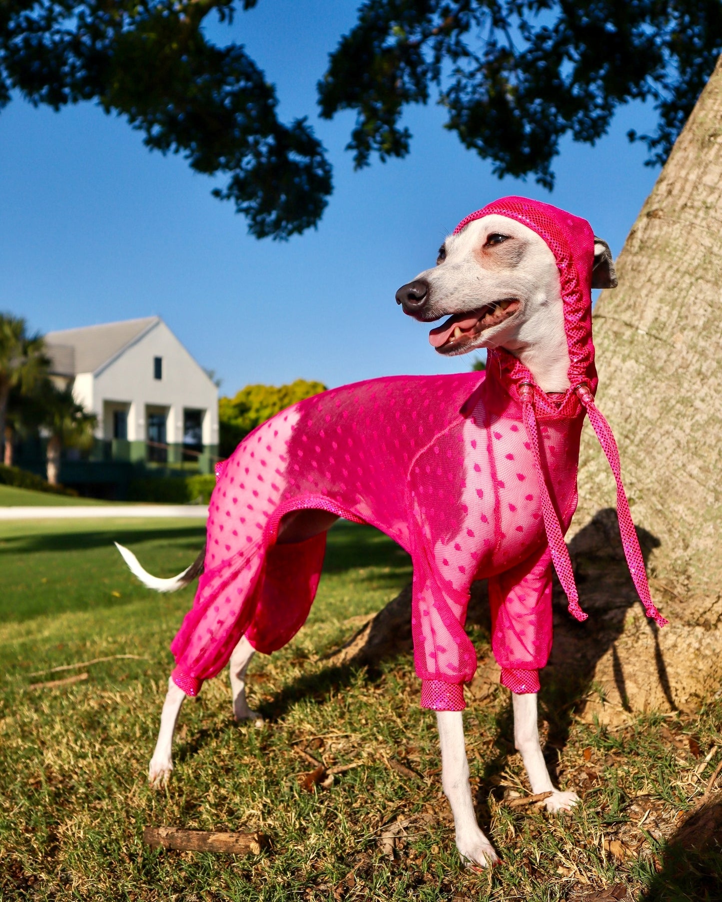 Trailblazer Jumpsuit dog side view Miami Collection by Dancing Dog Couture