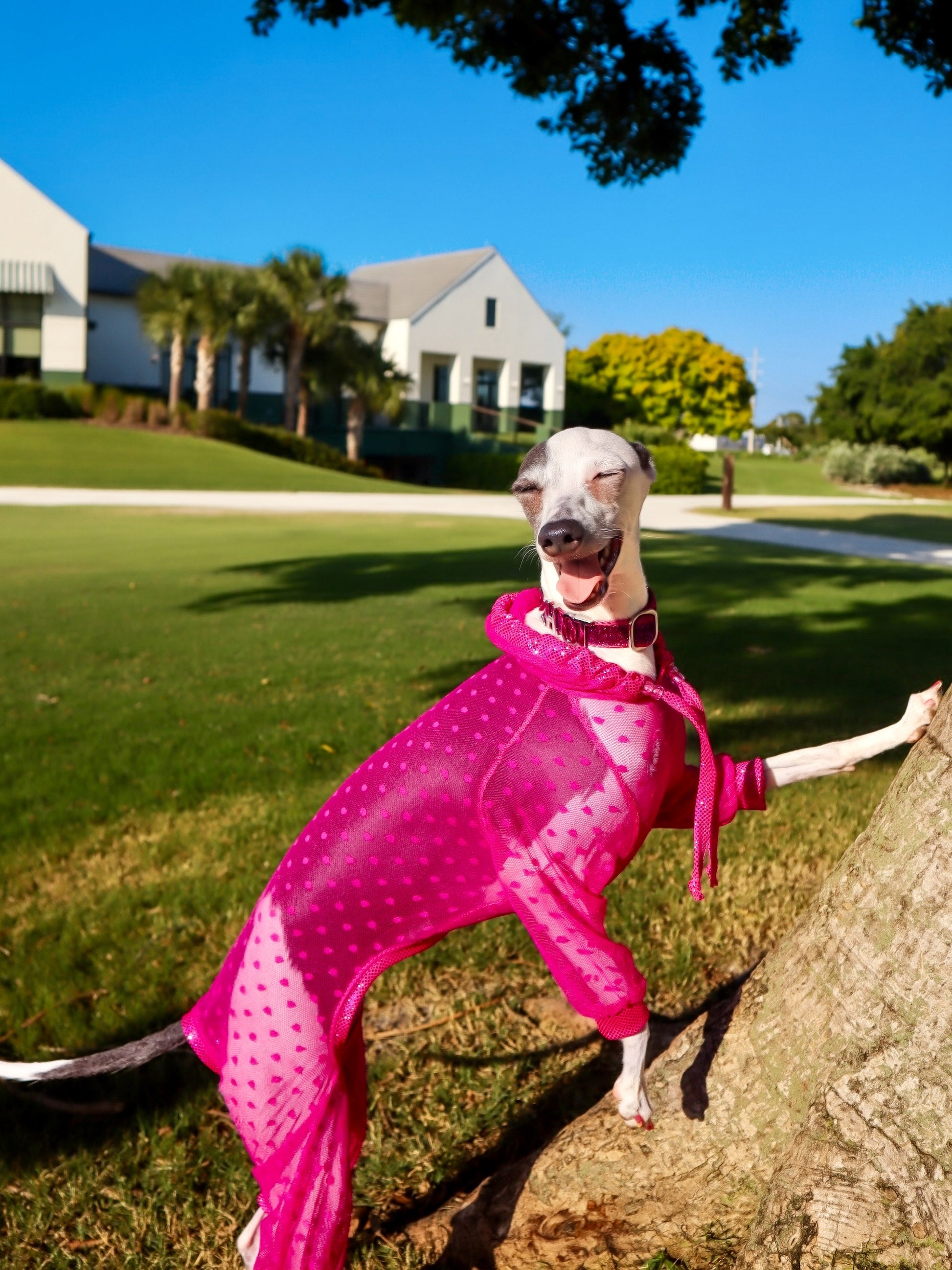 Trailblazer Jumpsuit dog flat lay by Dancing Dog Couture