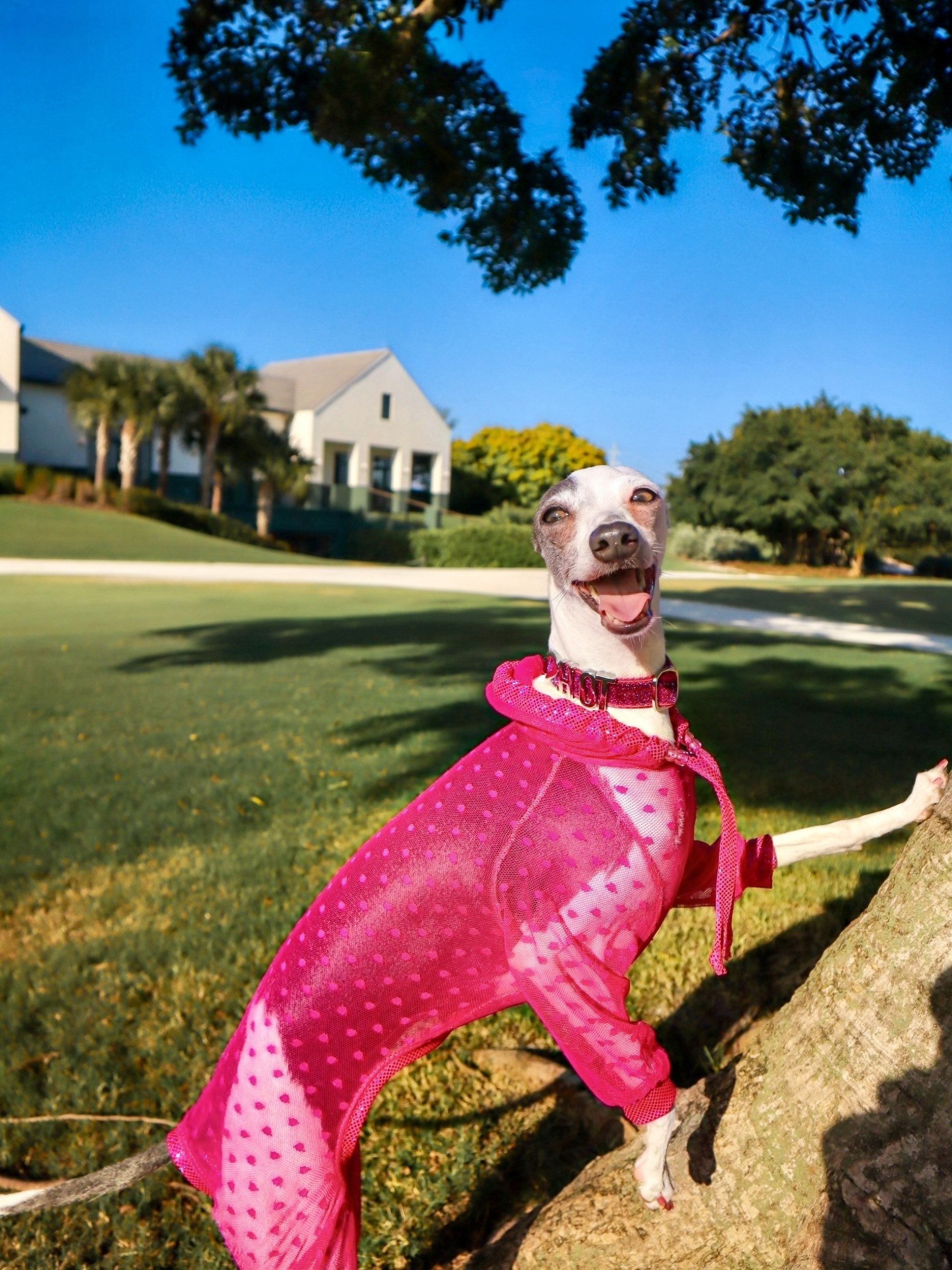 Trailblazer Jumpsuit dog group shot by Dancing Dog Couture