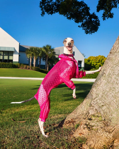 Trailblazer Jumpsuit for dogs by Dancing Dog Couture Miami Collection