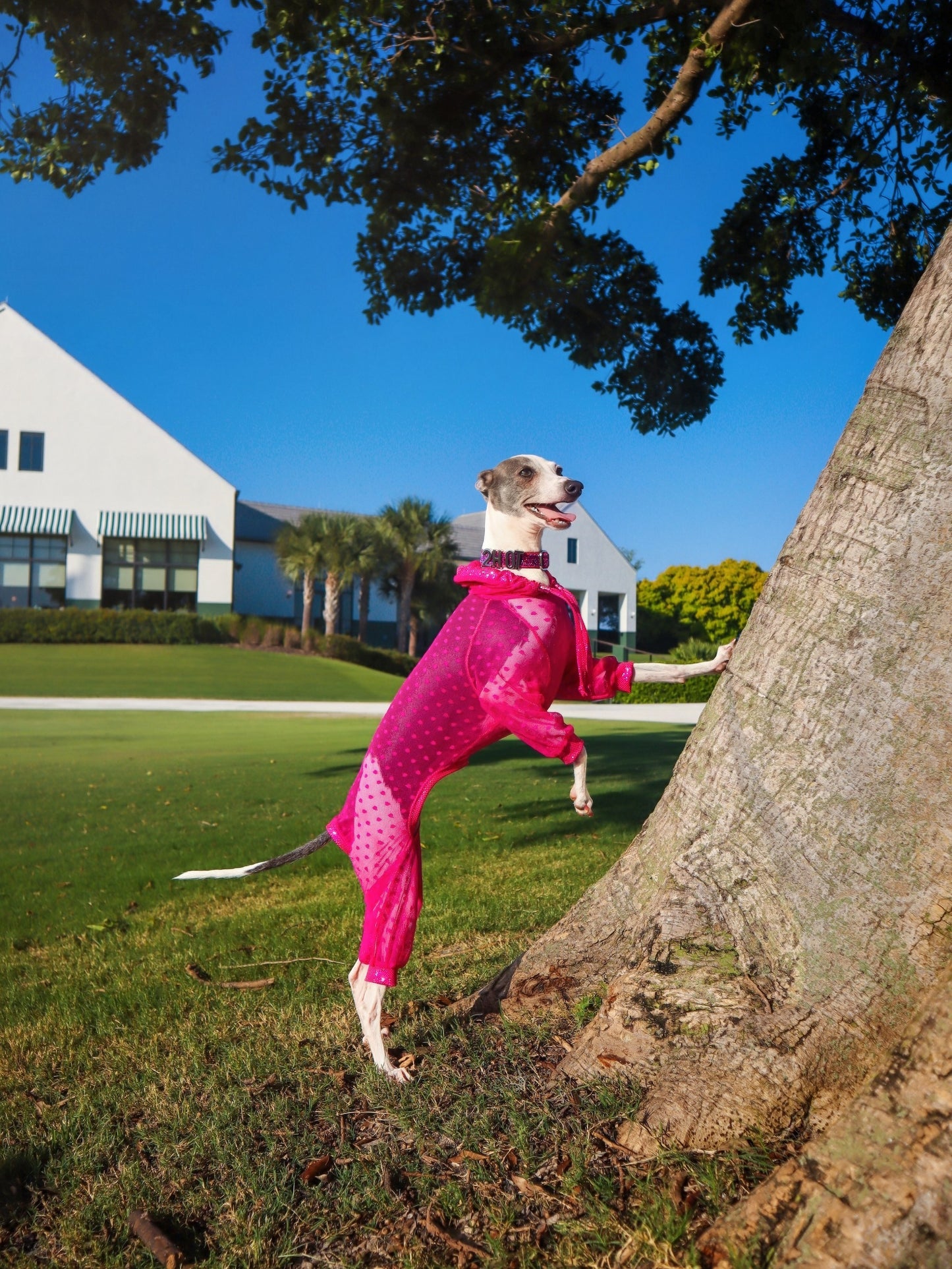 Trailblazer Jumpsuit dog fashion shot by Dancing Dog Couture