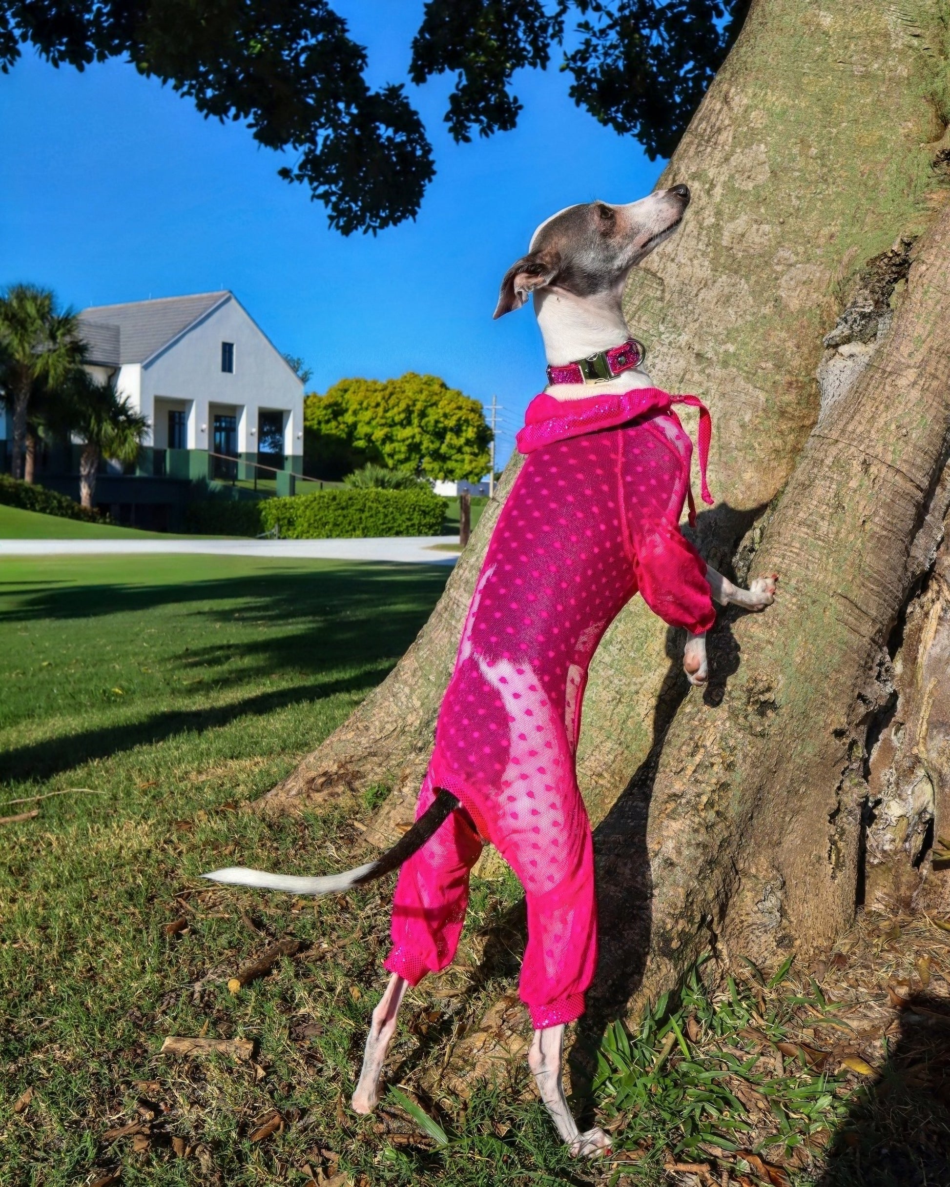 Trailblazer Jumpsuit dog detail shot by Dancing Dog Couture