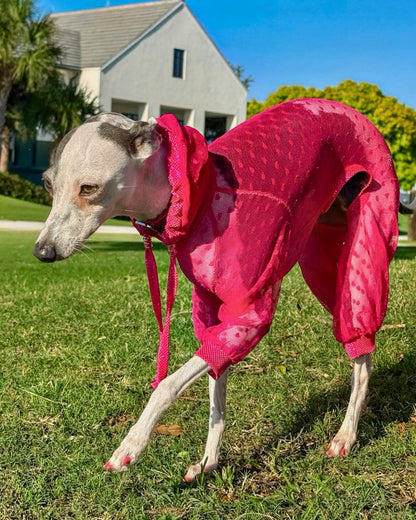 Trailblazer Jumpsuit dog overhead view by Dancing Dog Couture